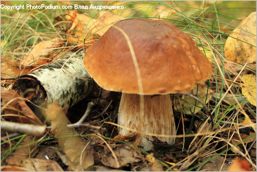 Agaric, Amanita, Fungus, Mushroom, Plant, Soil