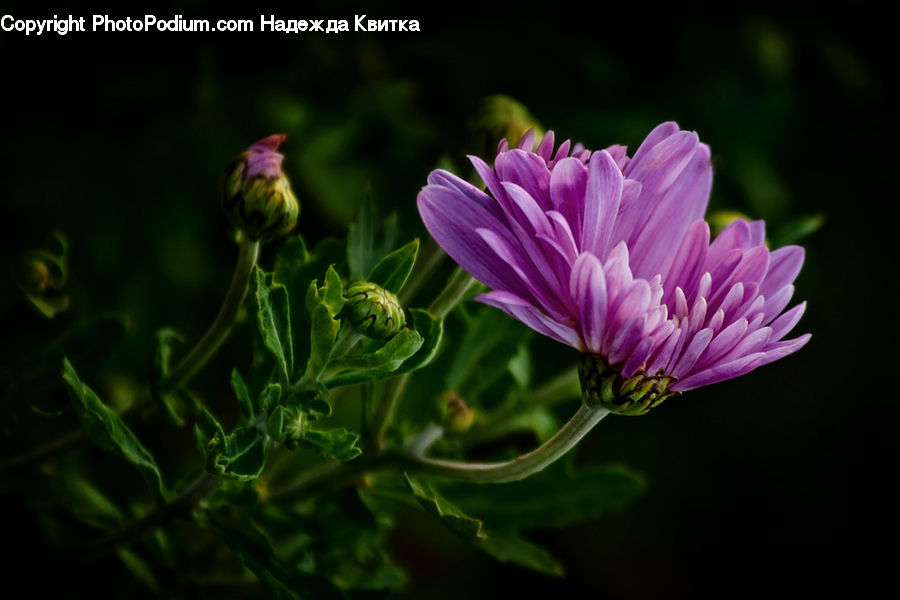 Bud, Plant, Blossom, Flora, Flower, Geranium, Artichoke