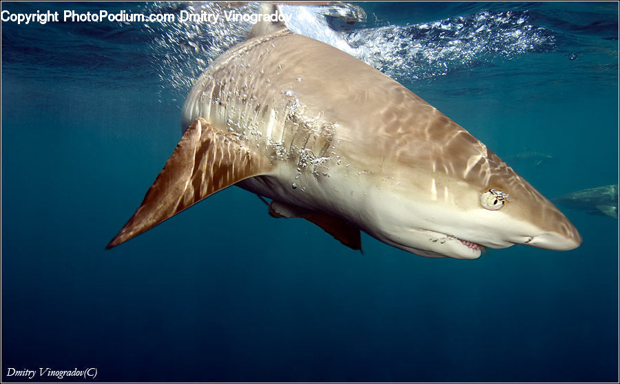 Fish, Sea Life, Shark, Great White Shark