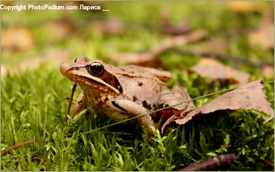 Amphibian, Frog, Wildlife, Moss, Plant, Tree Frog, Arugula