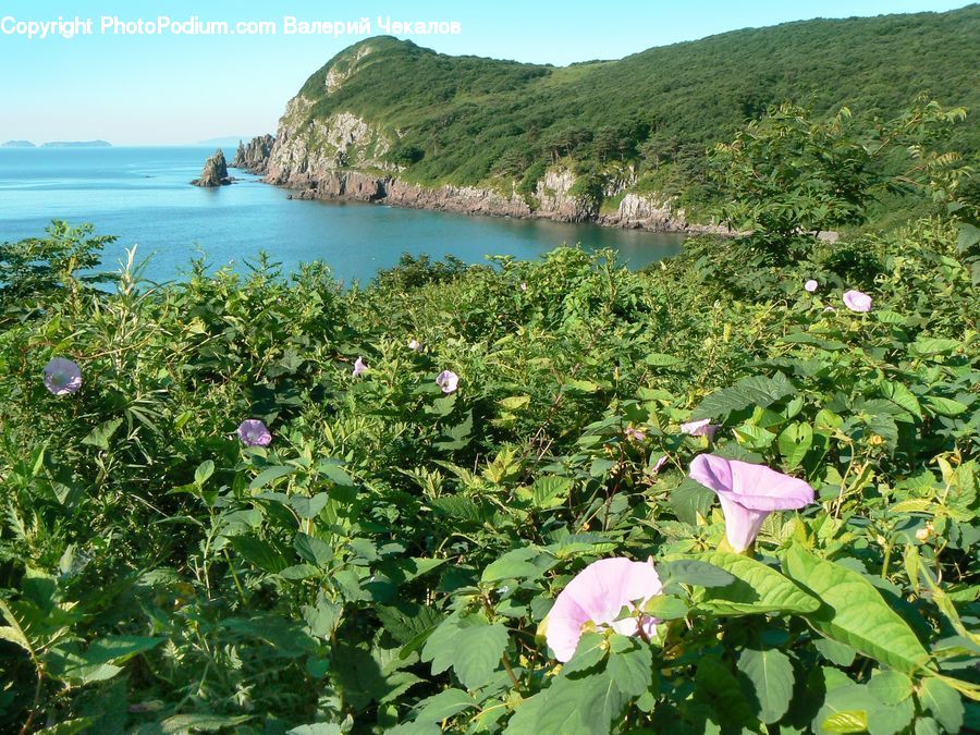 Plant, Vine, Blossom, Flora, Flower, Bush, Vegetation
