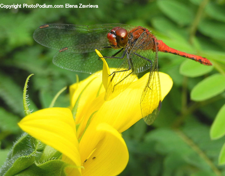Anisoptera, Dragonfly, Insect, Invertebrate, Blossom, Flora, Flower