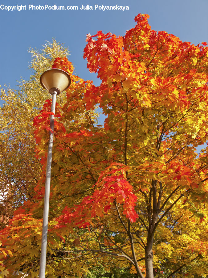 Lamp Post, Pole, Maple, Tree, Wood, Blossom, Flora