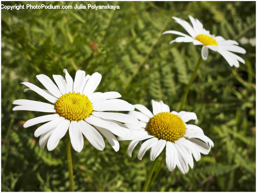 Daisies, Daisy, Flower, Plant, Asteraceae, Blossom, Flora
