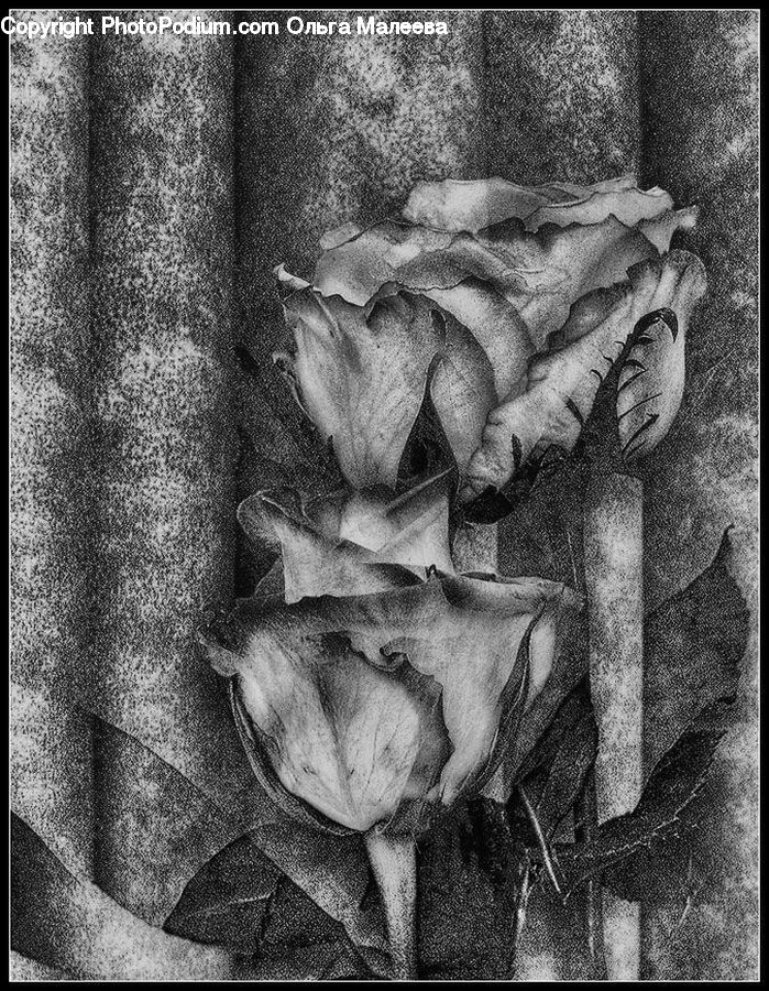 Head, Portrait
