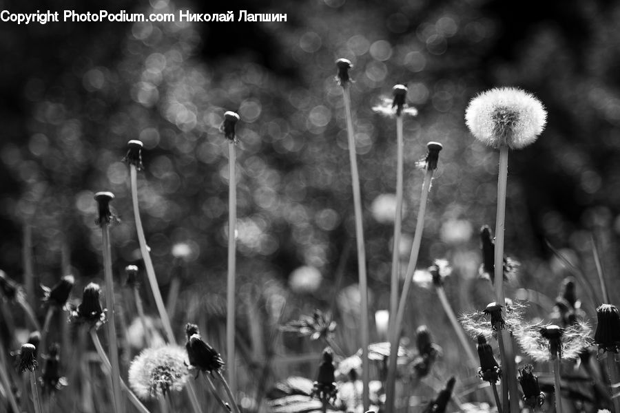 Plant, Potted Plant, Allium, Blossom, Flora, Flower, Grass