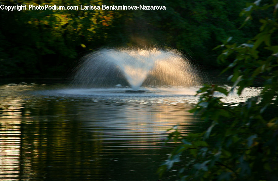 Fountain, Water, Forest, Jungle, Rainforest, Vegetation, Plant