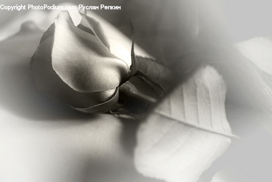 Blossom, Flower, Plant, Rose, Flora, Petal, Accessories