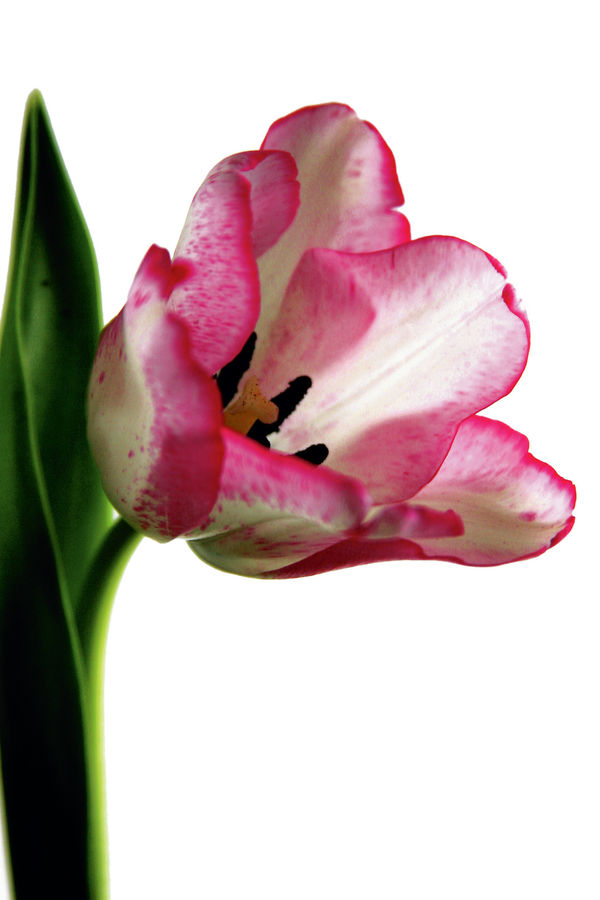 People, Person, Human, Flora, Flower, Gladiolus, Plant