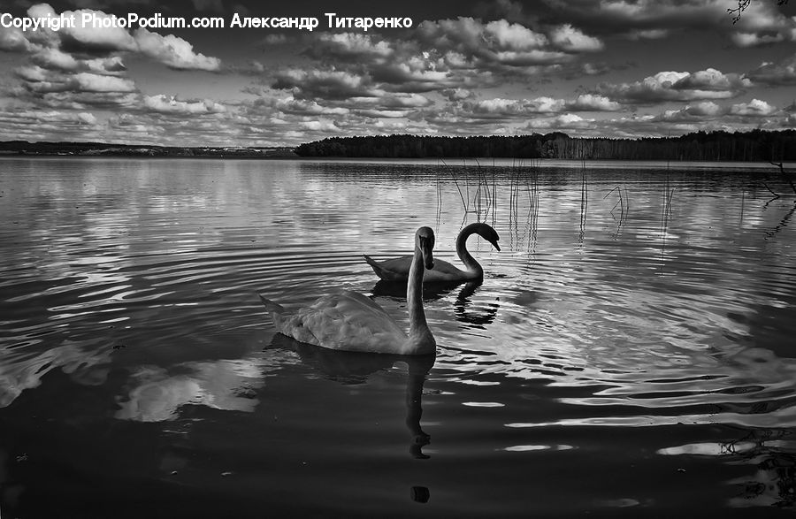 Outdoors, Ripple, Water, Cloud, Cumulus, Sky, Bird