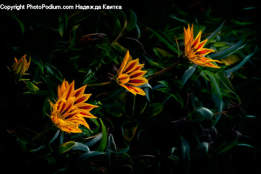 Plant, Blossom, Flora, Flower, Daisies, Daisy, Dahlia