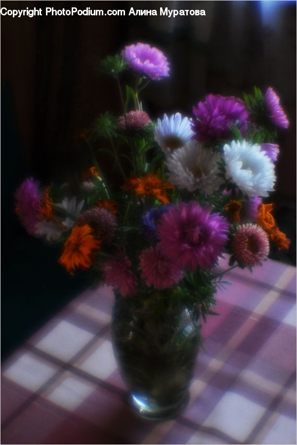 Plant, Potted Plant, Jar, Porcelain, Vase, Invertebrate, Sea Anemone