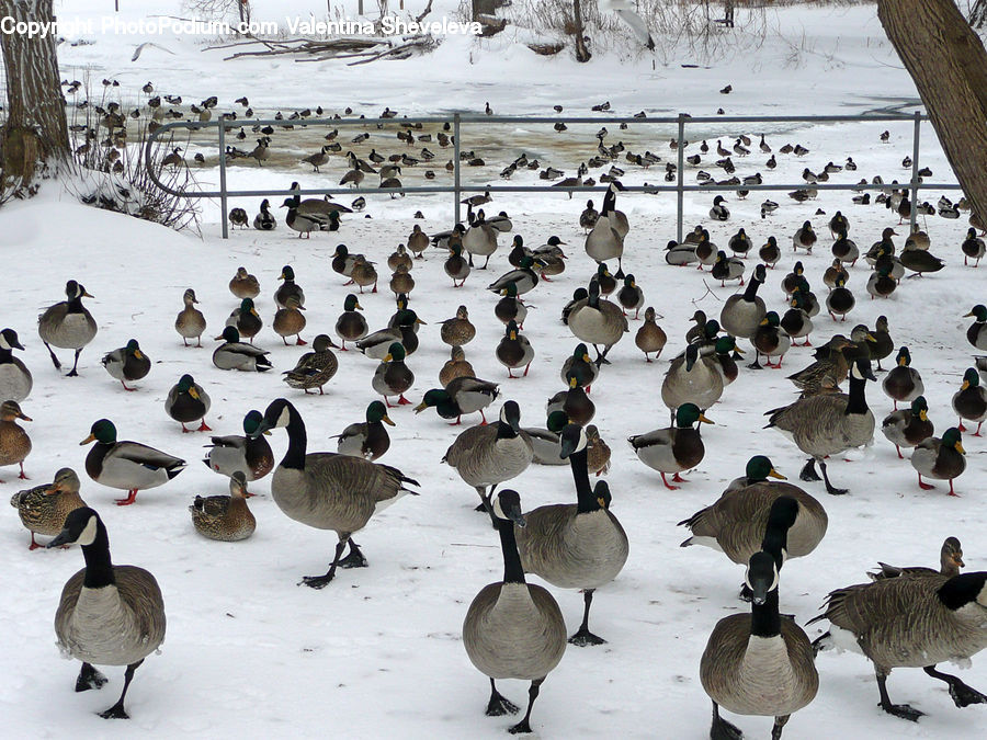 Bird, Goose, Waterfowl, Partridge, Duck, Teal, Art