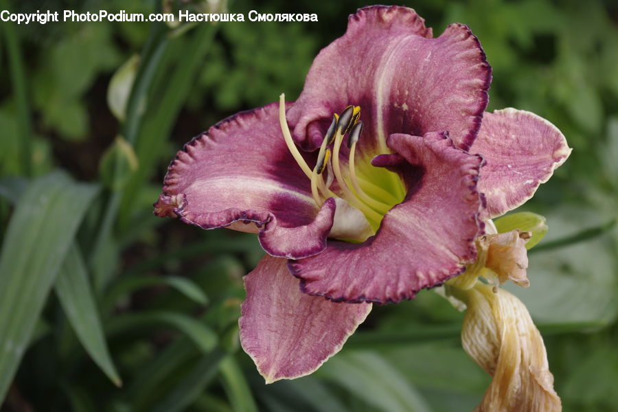 Flora, Flower, Gladiolus, Plant, Blossom, Orchid, Petal