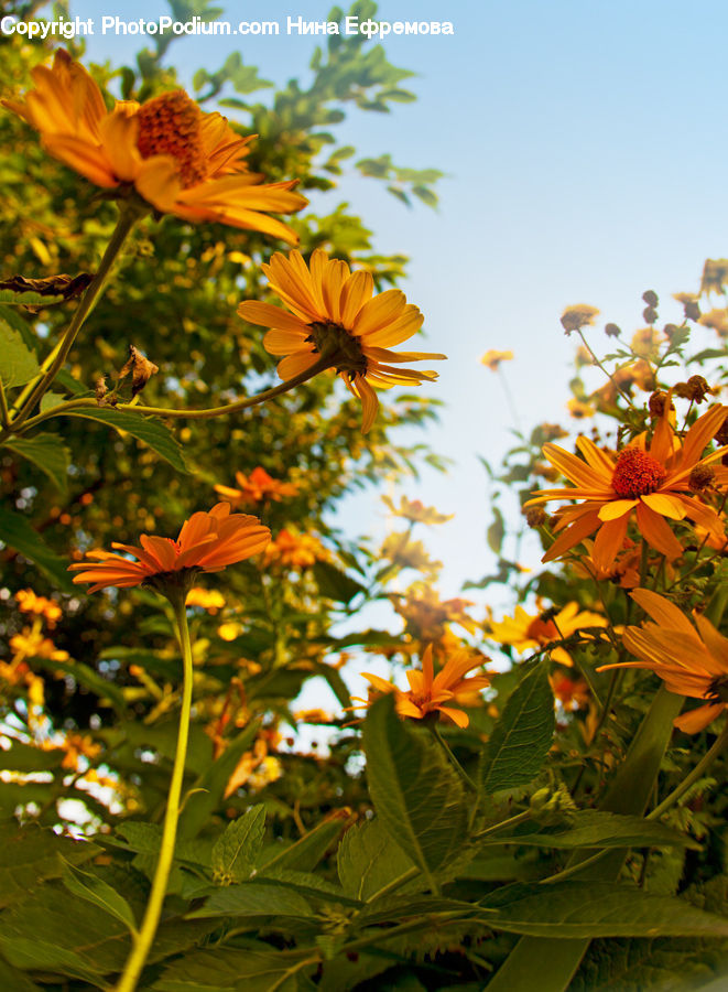 Blossom, Flora, Flower, Plant, Sunflower, Maple, Tree