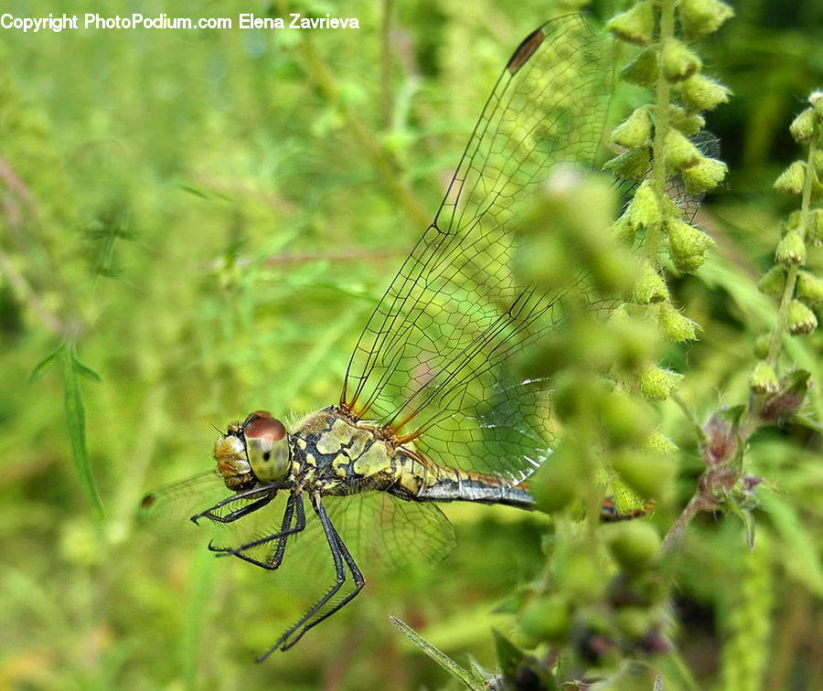 Anisoptera, Dragonfly, Insect, Invertebrate