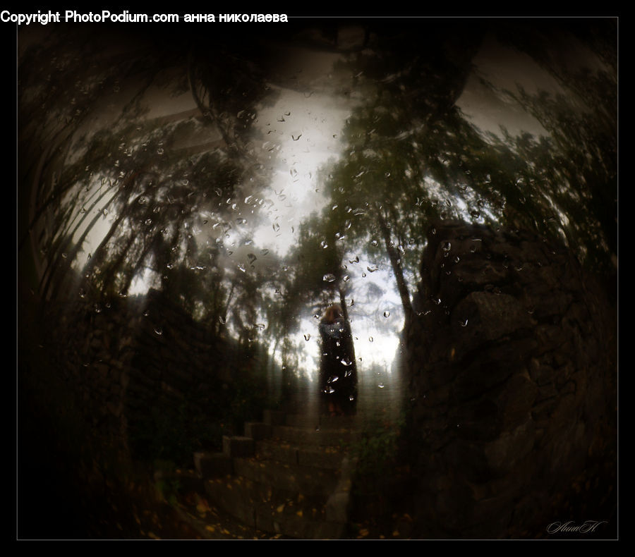 Light, Fir, Redwood, Tree, Wood, Plant, Vegetation