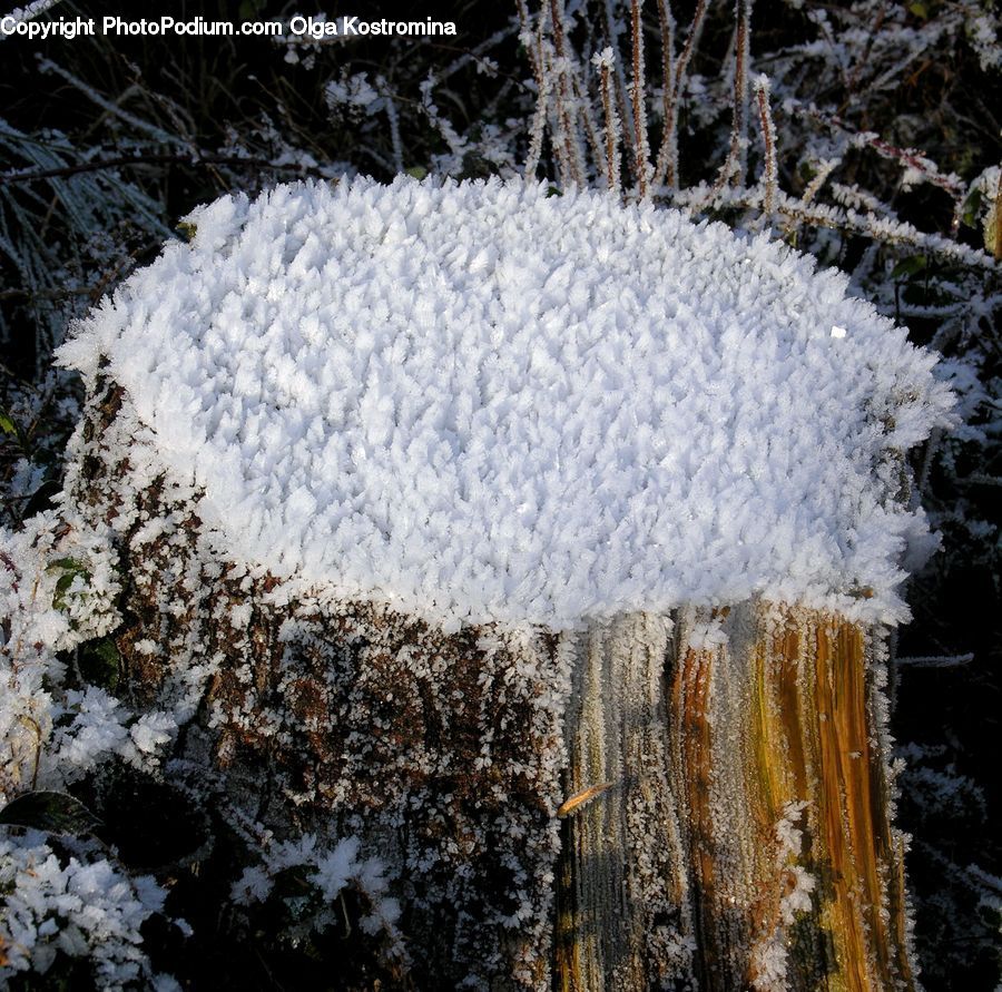Frost, Ice, Outdoors, Snow, Blossom, Flora, Flower