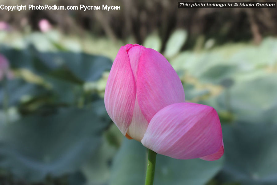 Hole, Blossom, Flora, Flower, Plant, Geranium, Tulip