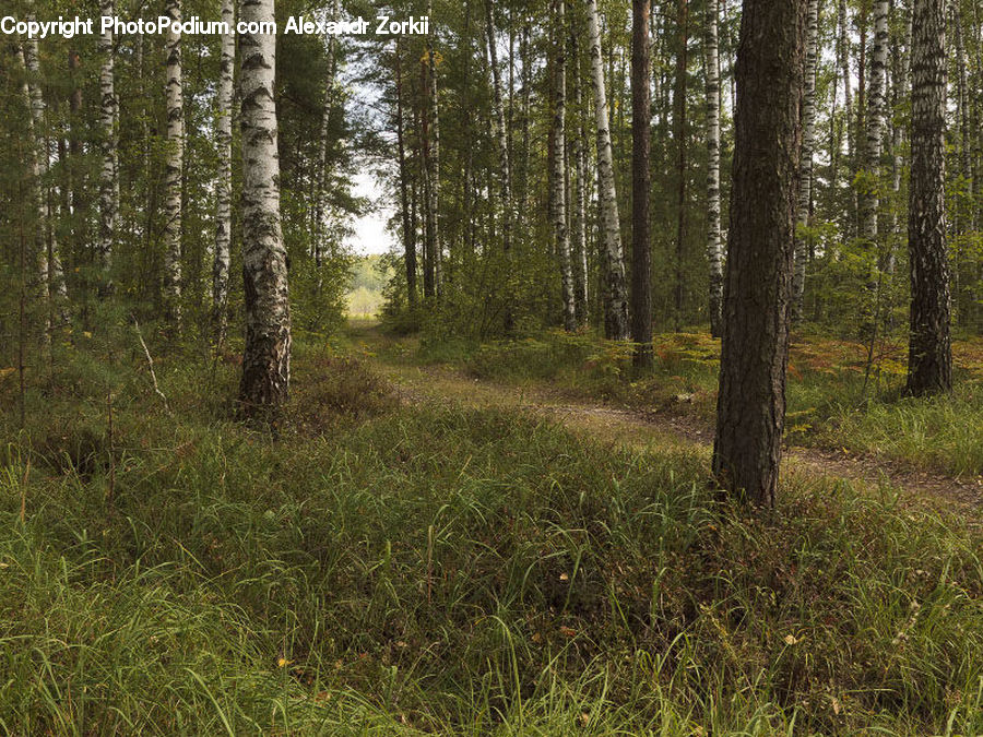 Forest, Vegetation, Grove, Land, Field, Grass, Grassland