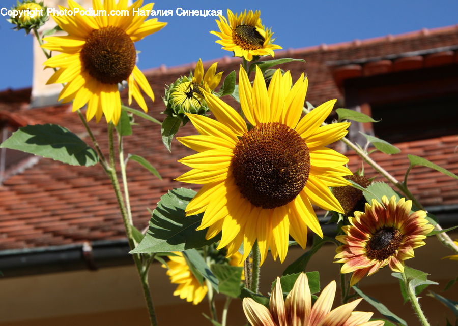 Blossom, Flora, Flower, Plant, Sunflower, Daisies, Daisy