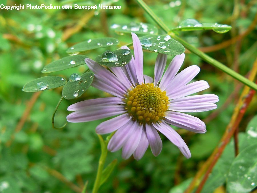Daisies, Daisy, Flower, Plant, Aster, Blossom, Asteraceae