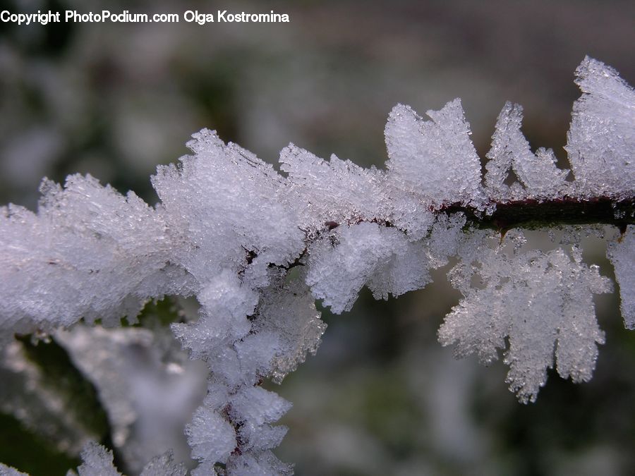 Frost, Ice, Outdoors, Snow