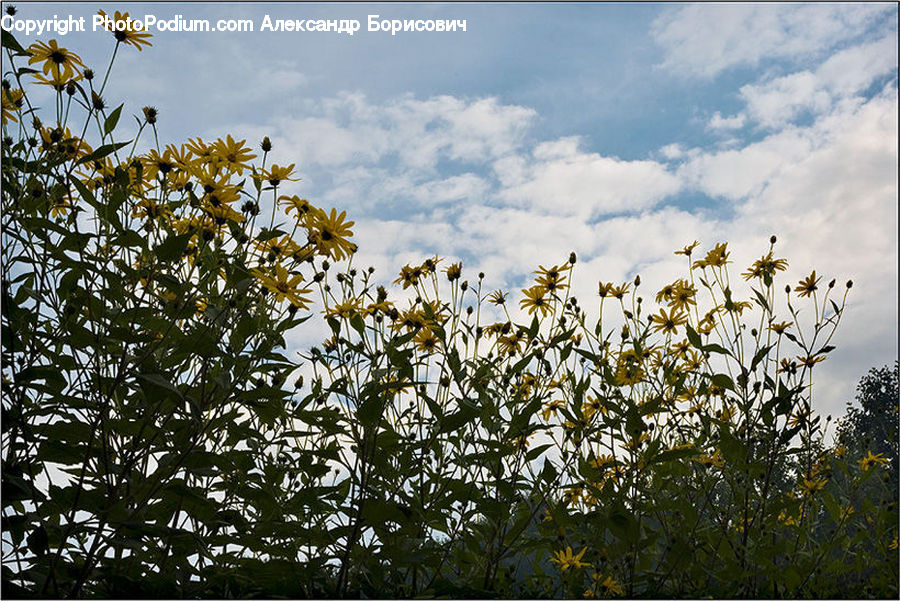 Daisies, Daisy, Flower, Plant, Blossom, Flora, Field