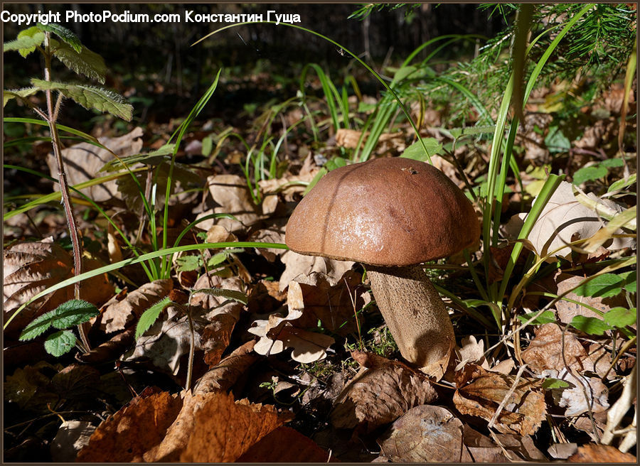 Agaric, Amanita, Fungus, Mushroom, Plant, Fern, Blossom