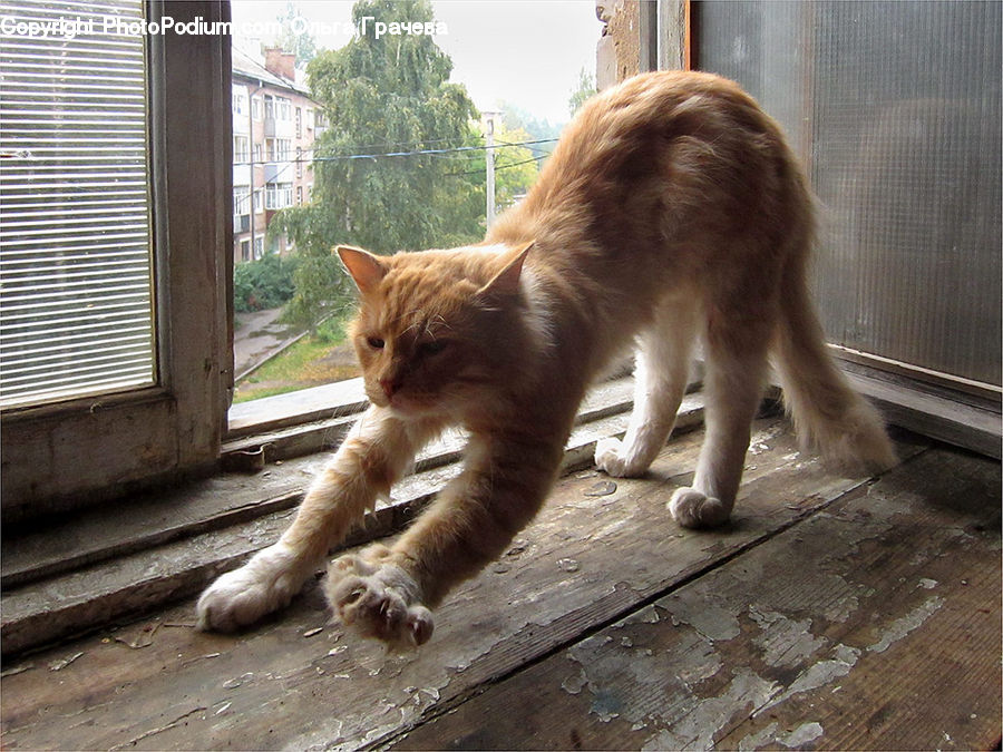 Animal, Cat, Mammal, Manx, Pet, Brick, Backyard