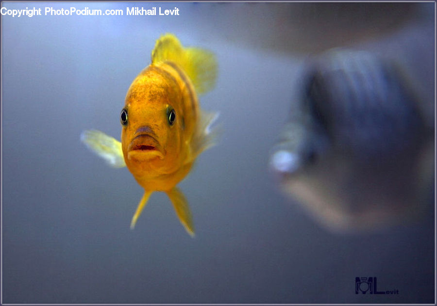 Fish, Sea Life, Carp, Goldfish, Head, Portrait