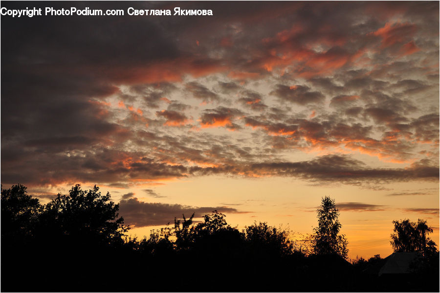 Dawn, Dusk, Red Sky, Sky, Sunrise, Sunset, Plant