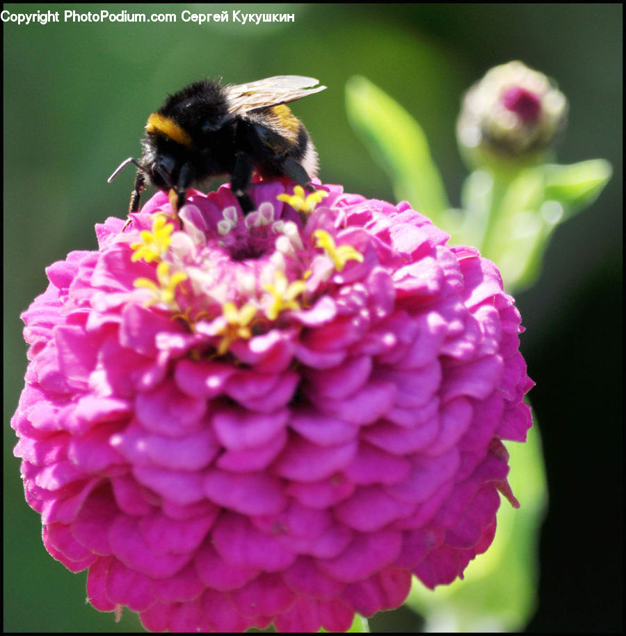People, Person, Human, Flora, Pollen, Bee, Insect