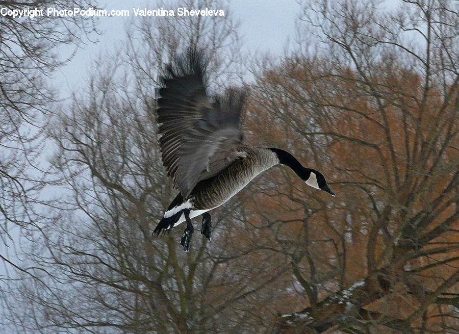 Bird, Goose, Waterfowl, Crane Bird, Heron, Stork, Ardeidae