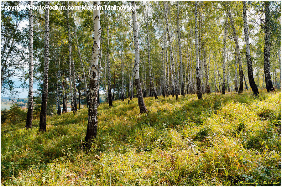 Birch, Tree, Wood, Forest, Vegetation, Field, Grass
