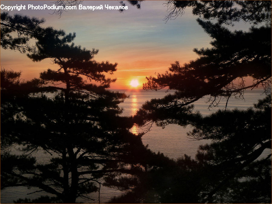 Dawn, Dusk, Red Sky, Sky, Sunrise, Sunset, Conifer