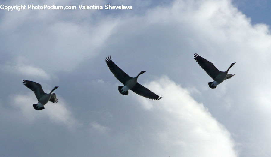 Albatross, Bird, Seagull, Aircraft, Booby, Goose, Waterfowl