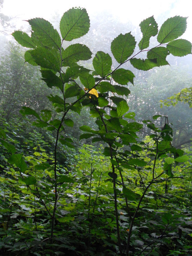 Leaf, Plant, Forest, Jungle, Blossom, Flora, Flower