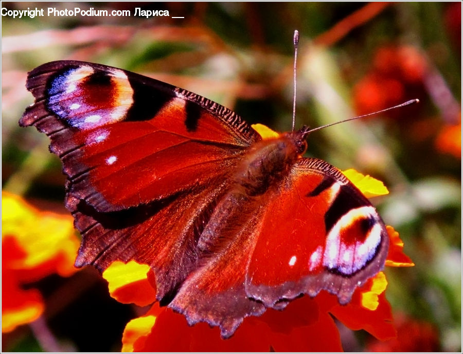 Butterfly, Insect, Invertebrate, Blossom, Flora, Flower, Petal
