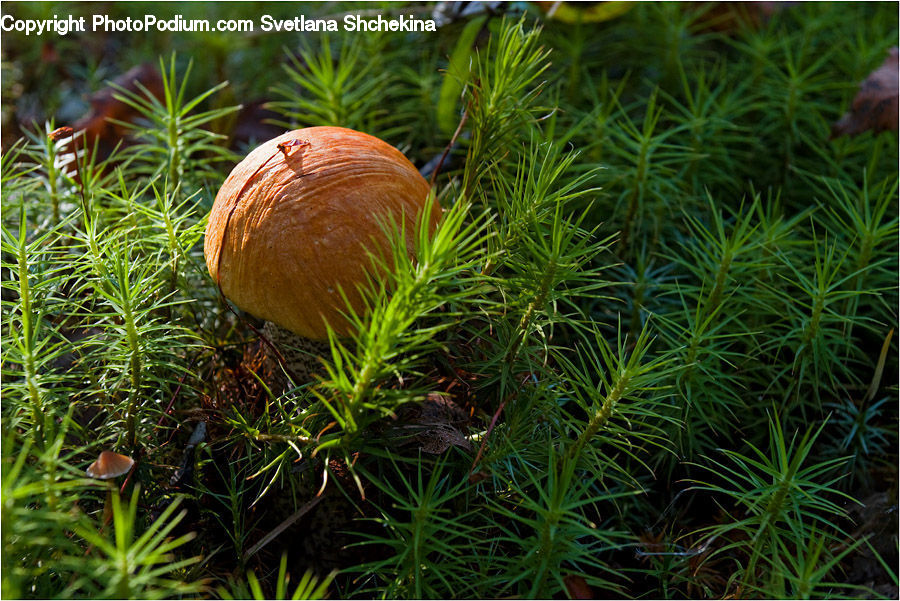 Conifer, Fir, Plant, Tree, Agaric, Amanita, Fungus