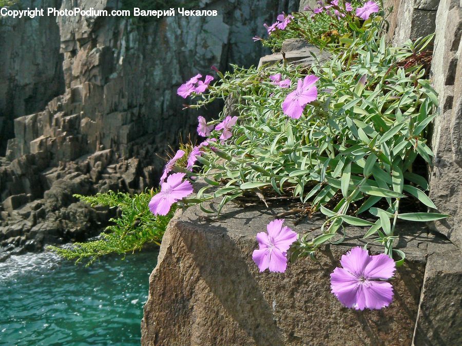 Plant, Potted Plant, Blossom, Flora, Flower, Geranium, Cosmos