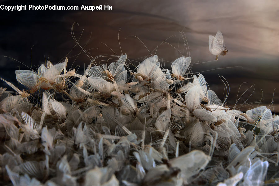 Insect, Spider Web, Garlic, Plant, Rubble, Bird Nest, Nest