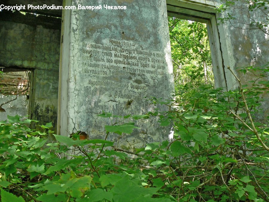 Tomb, Forest, Jungle, Rainforest, Vegetation, Ivy, Plant