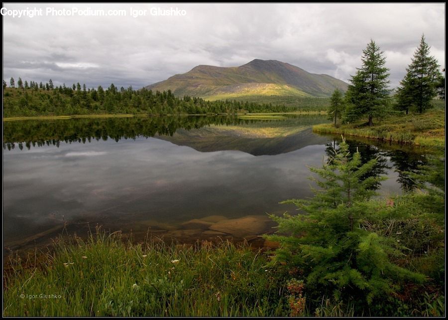 Bush, Plant, Vegetation, Forest, Grove, Land, Potted Plant