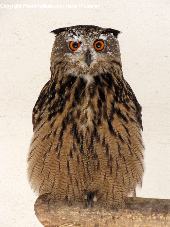 Bird, Owl, Wildlife, Buzzard, Harrier, Hawk, Vulture