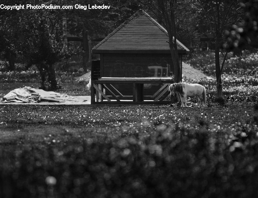 Bench, Cabin, Hut, Rural, Shack, Shelter, Building