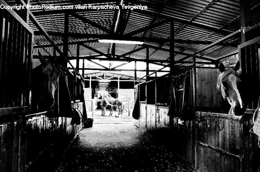Silhouette, Angus, Animal, Bull, Mammal, Alley, Alleyway