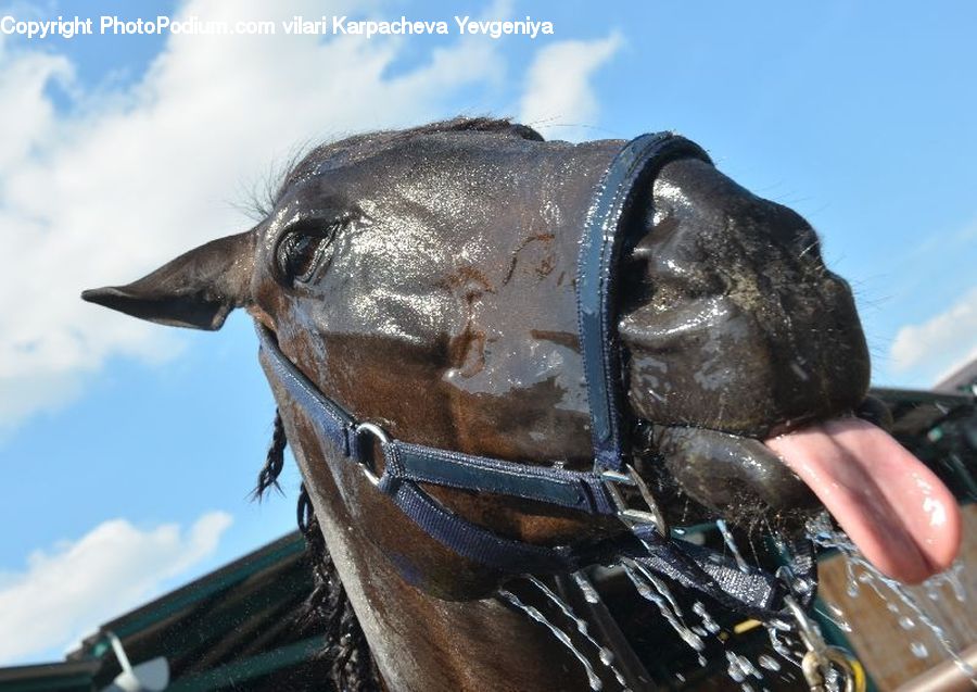 Animal, Horse, Mammal, Face, Selfie, Head, Portrait