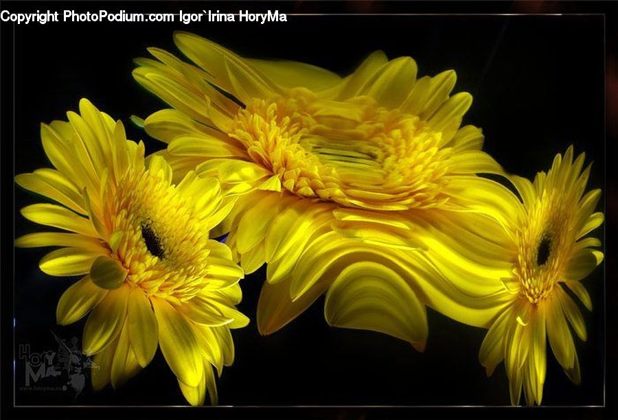 Blossom, Flora, Flower, Plant, Sunflower, Petal, Asteraceae