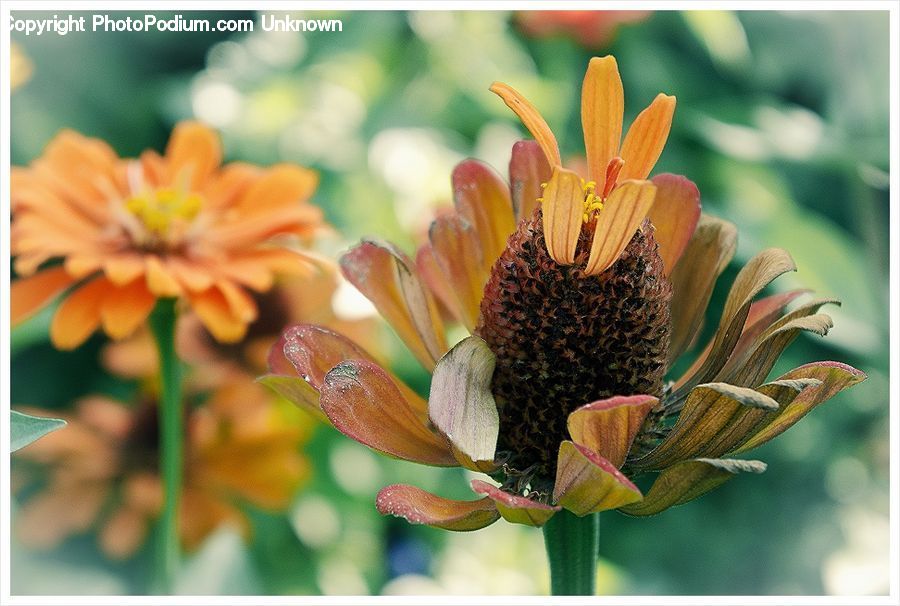 Flora, Pollen, Daisies, Daisy, Flower, Plant, Flower Arrangement